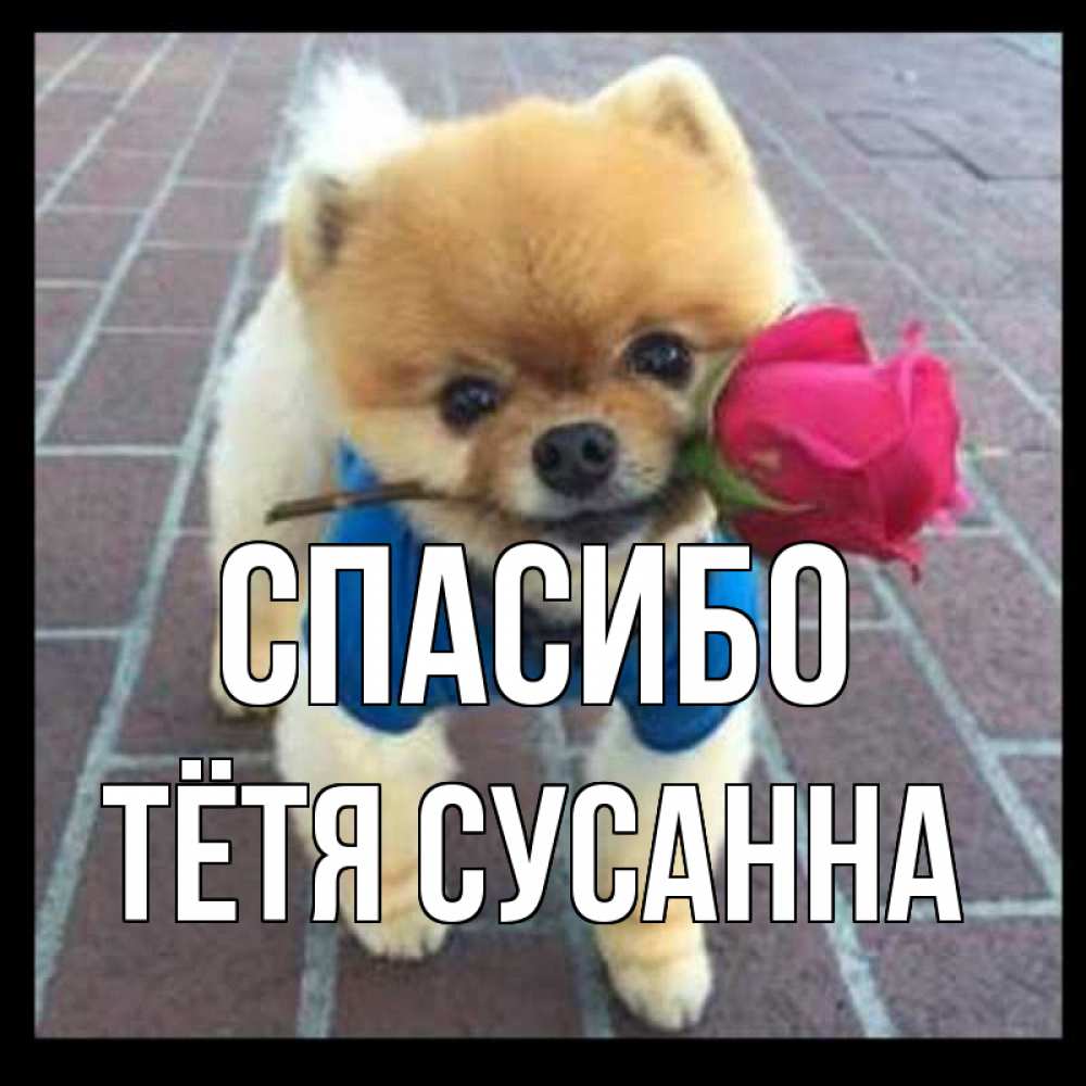 Открытка на каждый день с именем, Тётя-Сусанна Спасибо спасибо и дарю тебе цветок Прикольная открытка с пожеланием онлайн скачать бесплатно 