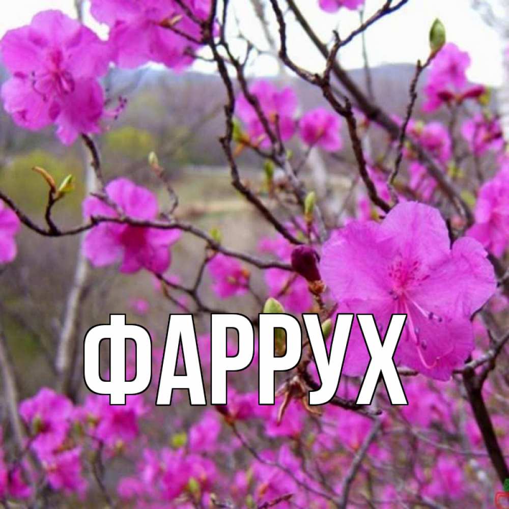 Картинка  с именем , Фаррух