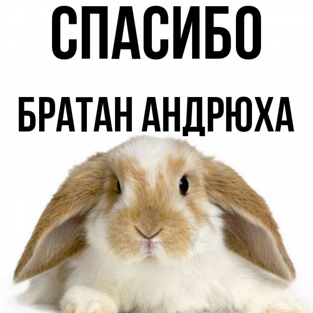 Молодец андрюха картинки