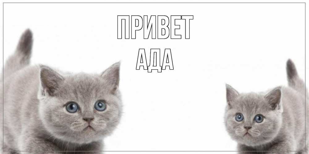 Открытка на каждый день с именем, Ада Привет коты Прикольная открытка с пожеланием онлайн скачать бесплатно 