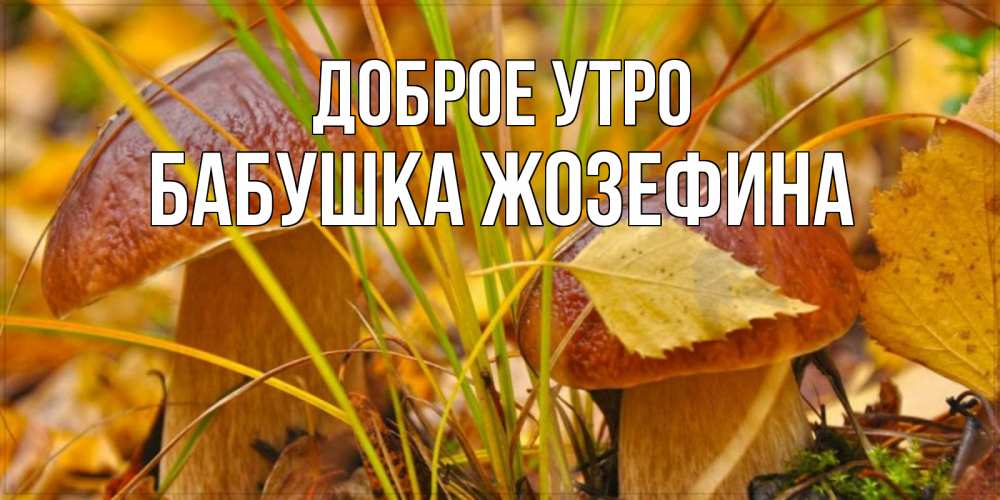 Открытка на каждый день с именем, Бабушка-Жозефина Доброе утро осенние грибы Прикольная открытка с пожеланием онлайн скачать бесплатно 