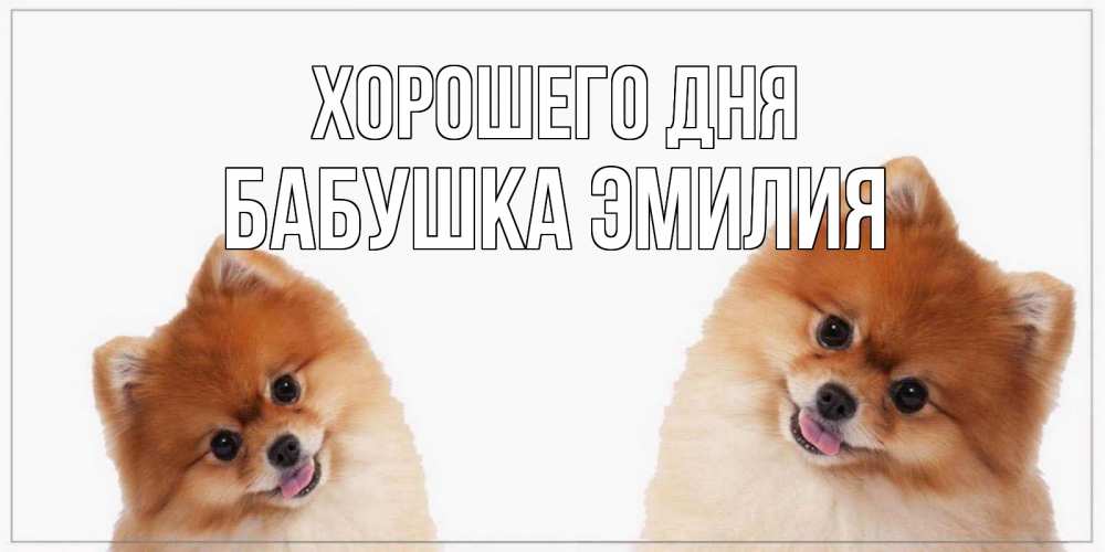 Открытка на каждый день с именем, Бабушка-Эмилия Хорошего дня собачки желают прекрасного дня Прикольная открытка с пожеланием онлайн скачать бесплатно 