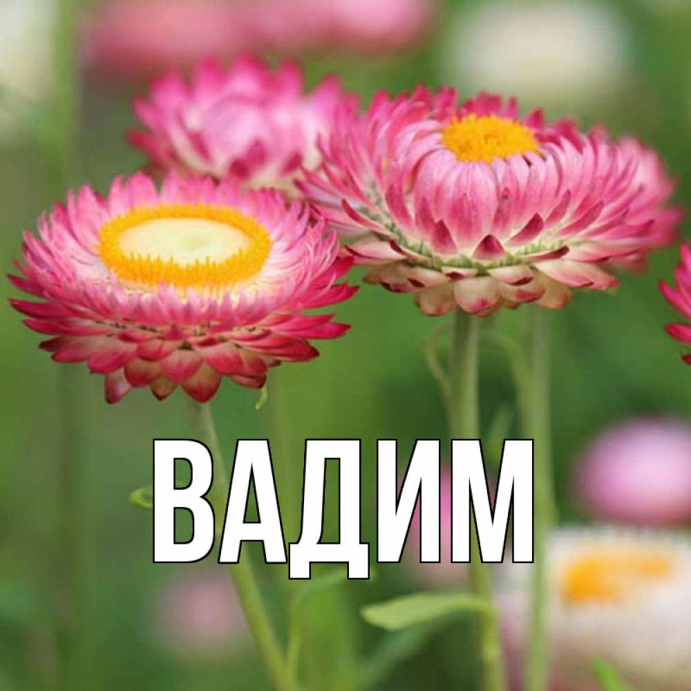 Открытка на каждый день с именем, Вадим Главная подарок на международный женский день Прикольная открытка с пожеланием онлайн скачать бесплатно 