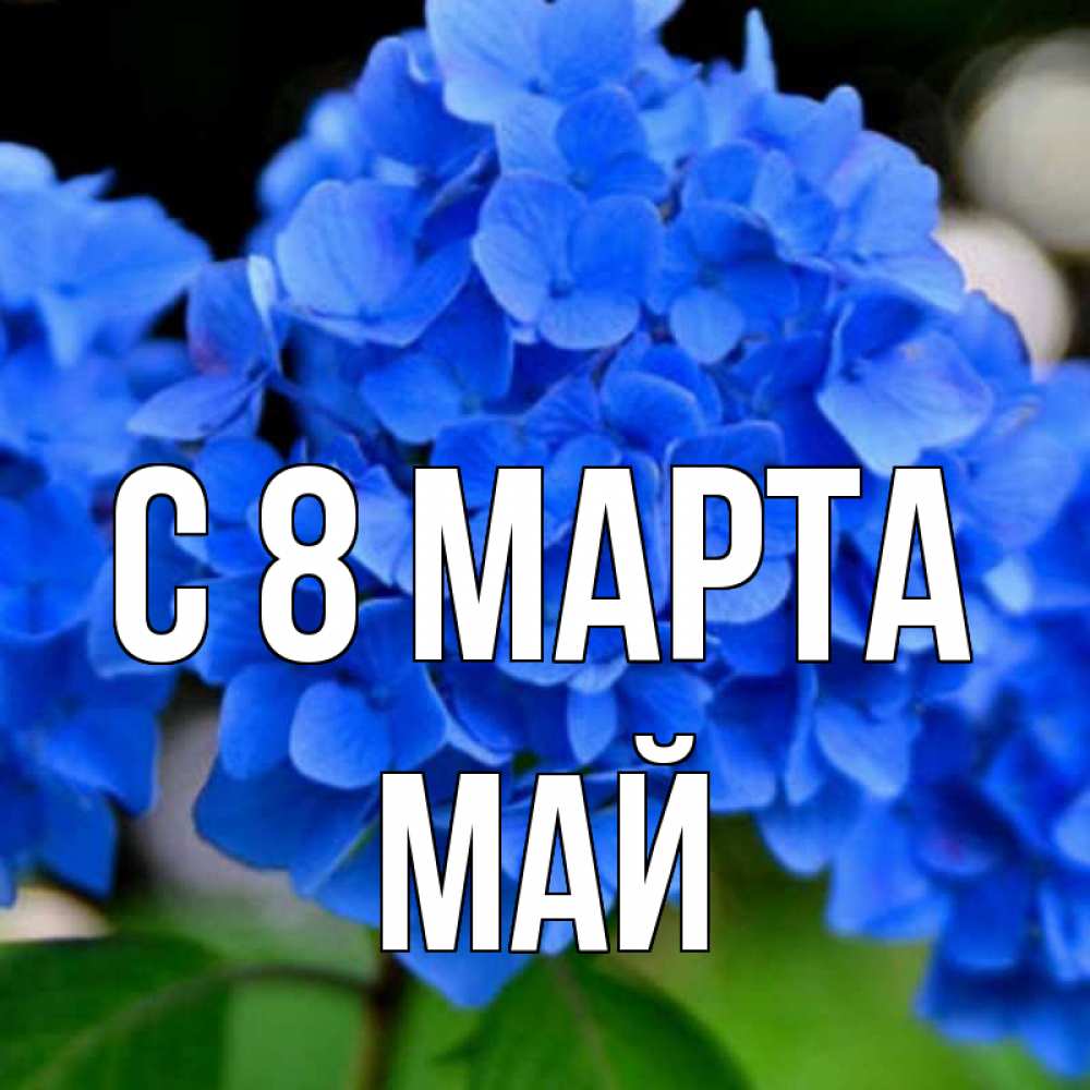 Открытка на каждый день с именем, Май С 8 МАРТА синие цветы Прикольная открытка с пожеланием онлайн скачать бесплатно 