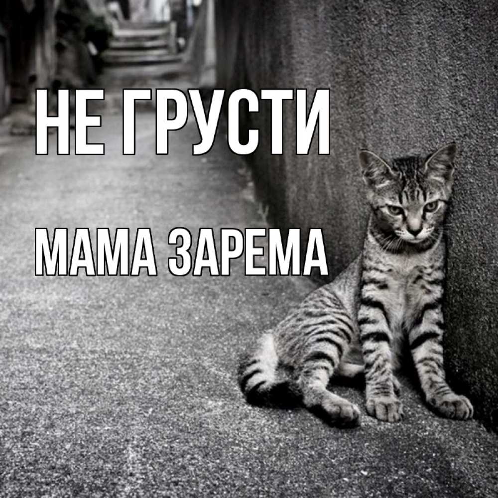 Открытка на каждый день с именем, Мама-Зарема Не грусти скучающий котик Прикольная открытка с пожеланием онлайн скачать бесплатно 