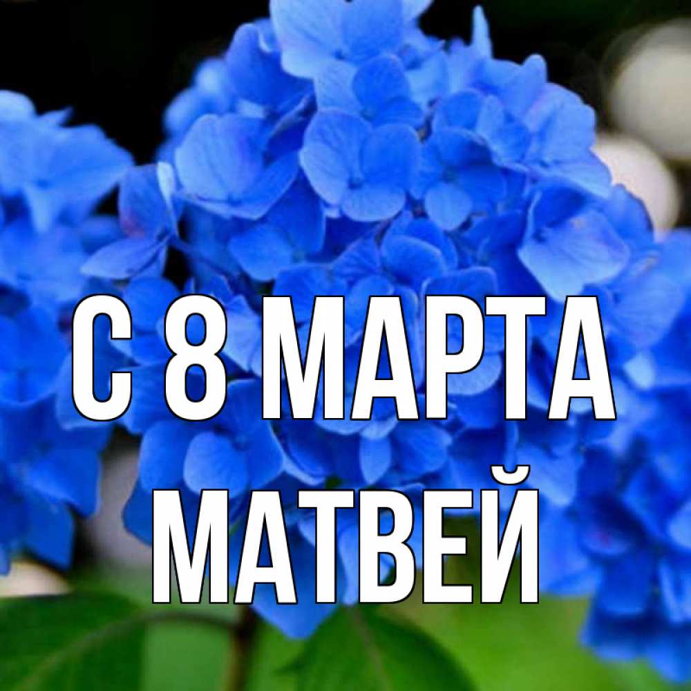 Открытка на каждый день с именем, Матвей С 8 МАРТА синие цветы Прикольная открытка с пожеланием онлайн скачать бесплатно 