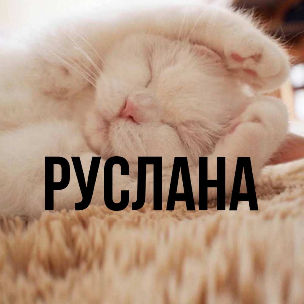 Открытка на каждый день с именем, Руслана Главная Котенок спит Прикольная открытка с пожеланием онлайн скачать бесплатно 
