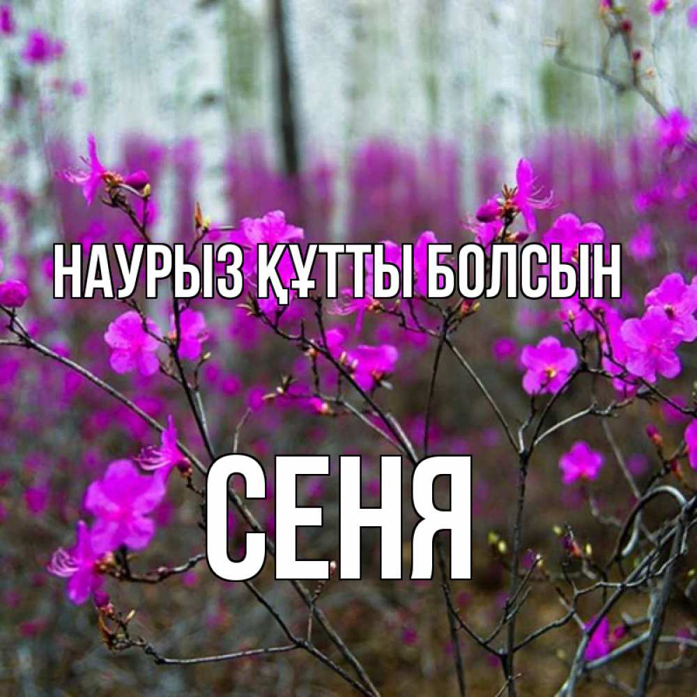 Открытка на каждый день с именем, Сеня Наурыз құтты болсын дикие цветы Прикольная открытка с пожеланием онлайн скачать бесплатно 