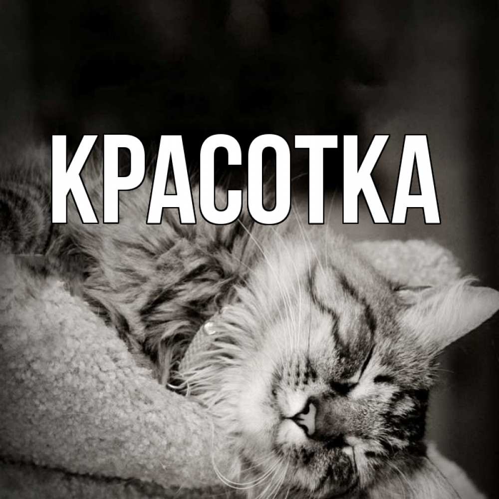 Открытка на каждый день с именем, красотка Главная котярик пушистый Прикольная открытка с пожеланием онлайн скачать бесплатно 