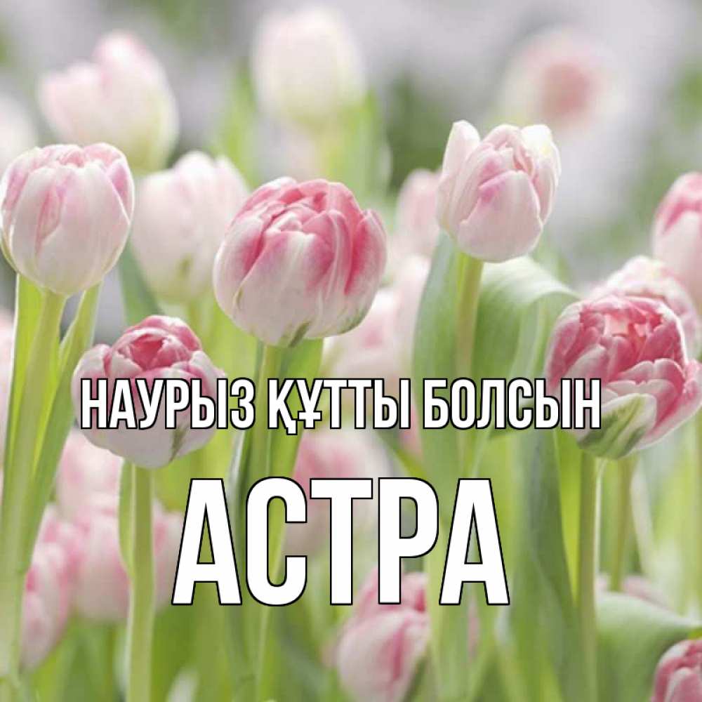 Открытка на каждый день с именем, Астра Наурыз құтты болсын цветы Прикольная открытка с пожеланием онлайн скачать бесплатно 