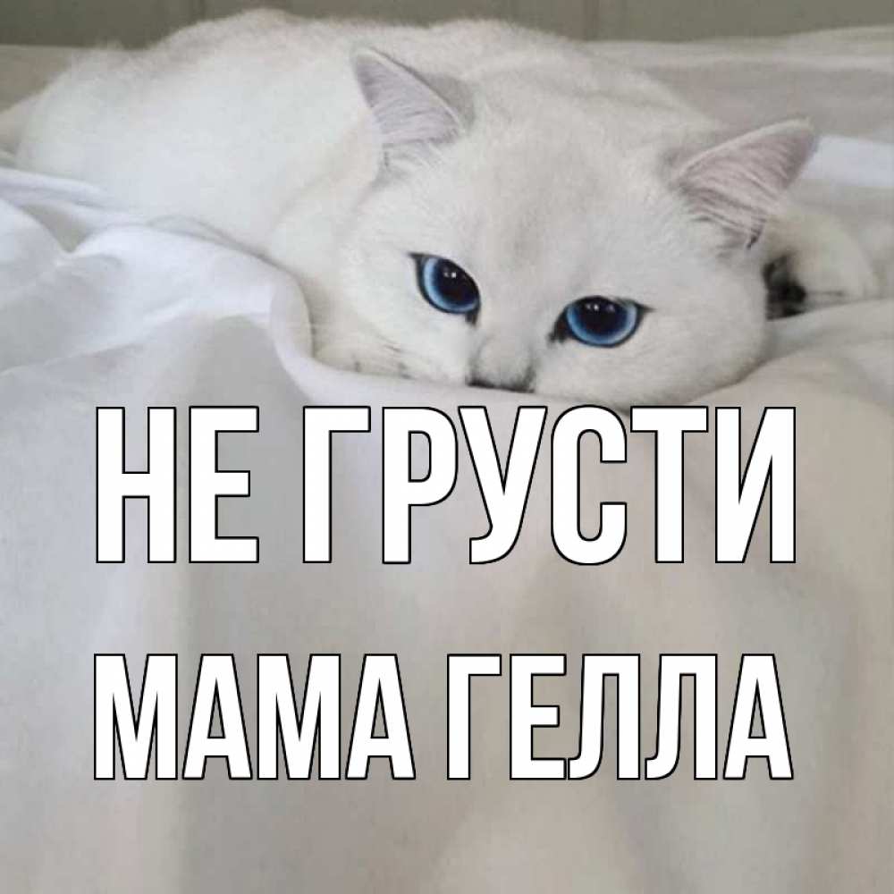 Открытка на каждый день с именем, Мама-Гелла Не грусти белый кот с голубыми глазами на белоснежной кровати Прикольная открытка с пожеланием онлайн скачать бесплатно 