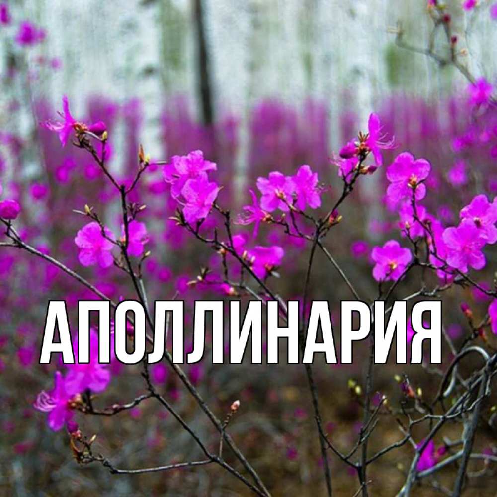 Открытка на каждый день с именем, Аполлинария Главная дикие цветы Прикольная открытка с пожеланием онлайн скачать бесплатно 