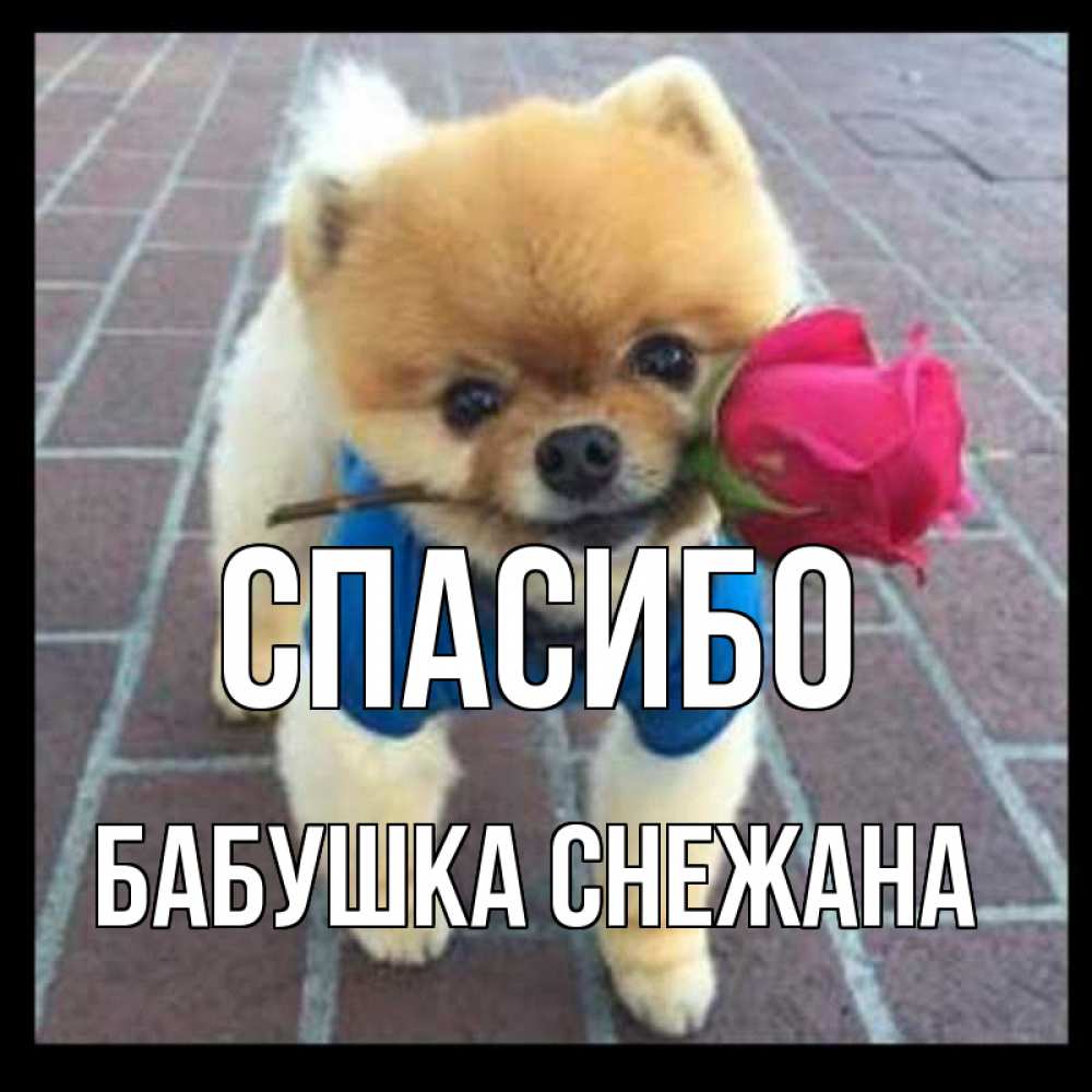 Открытка на каждый день с именем, Бабушка-Снежана Спасибо спасибо и дарю тебе цветок Прикольная открытка с пожеланием онлайн скачать бесплатно 