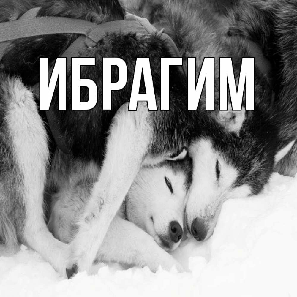 Открытка на каждый день с именем, Ибрагим Главная собачки в упряжке Прикольная открытка с пожеланием онлайн скачать бесплатно 