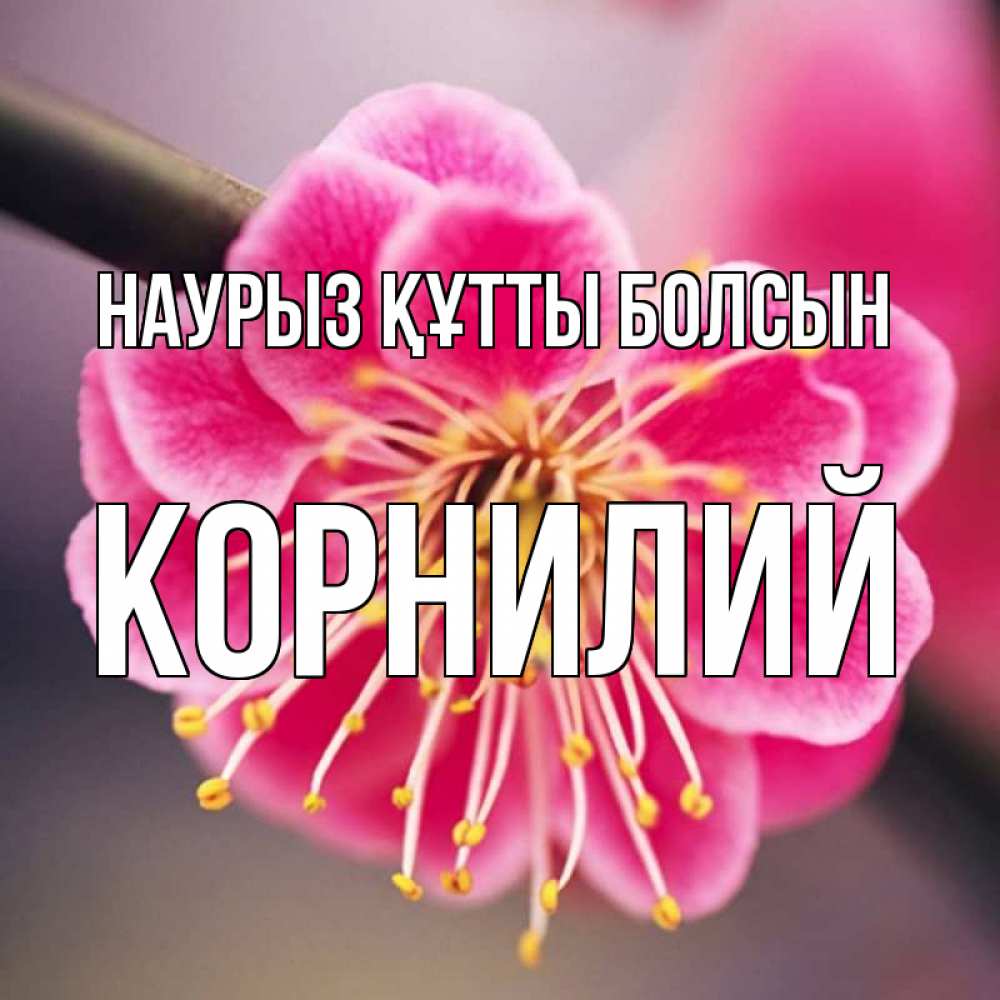 Открытка на каждый день с именем, Корнилий Наурыз құтты болсын цветы Прикольная открытка с пожеланием онлайн скачать бесплатно 