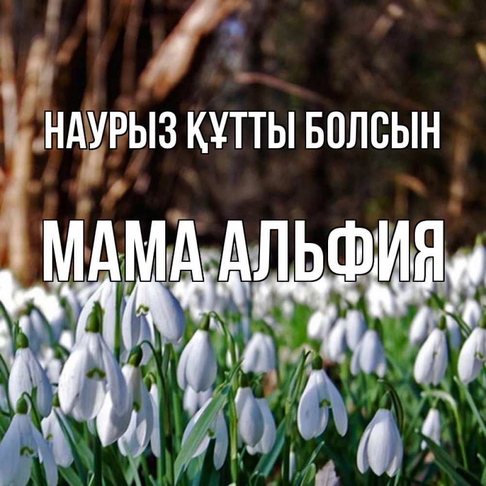 Открытка на каждый день с именем, Мама-Альфия Наурыз құтты болсын с подснежниками 1 Прикольная открытка с пожеланием онлайн скачать бесплатно 