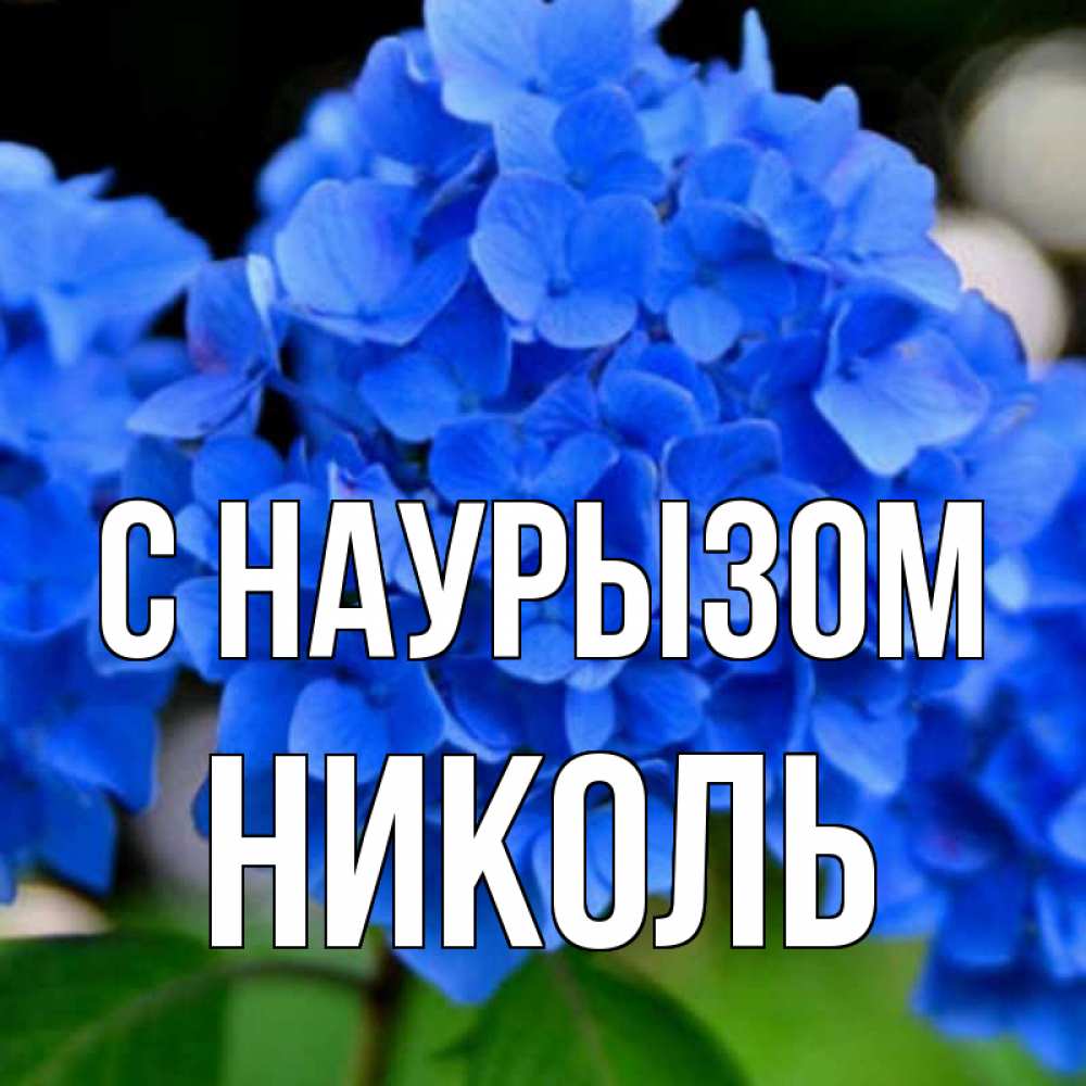 Открытка на каждый день с именем, Николь С наурызом синие цветы Прикольная открытка с пожеланием онлайн скачать бесплатно 