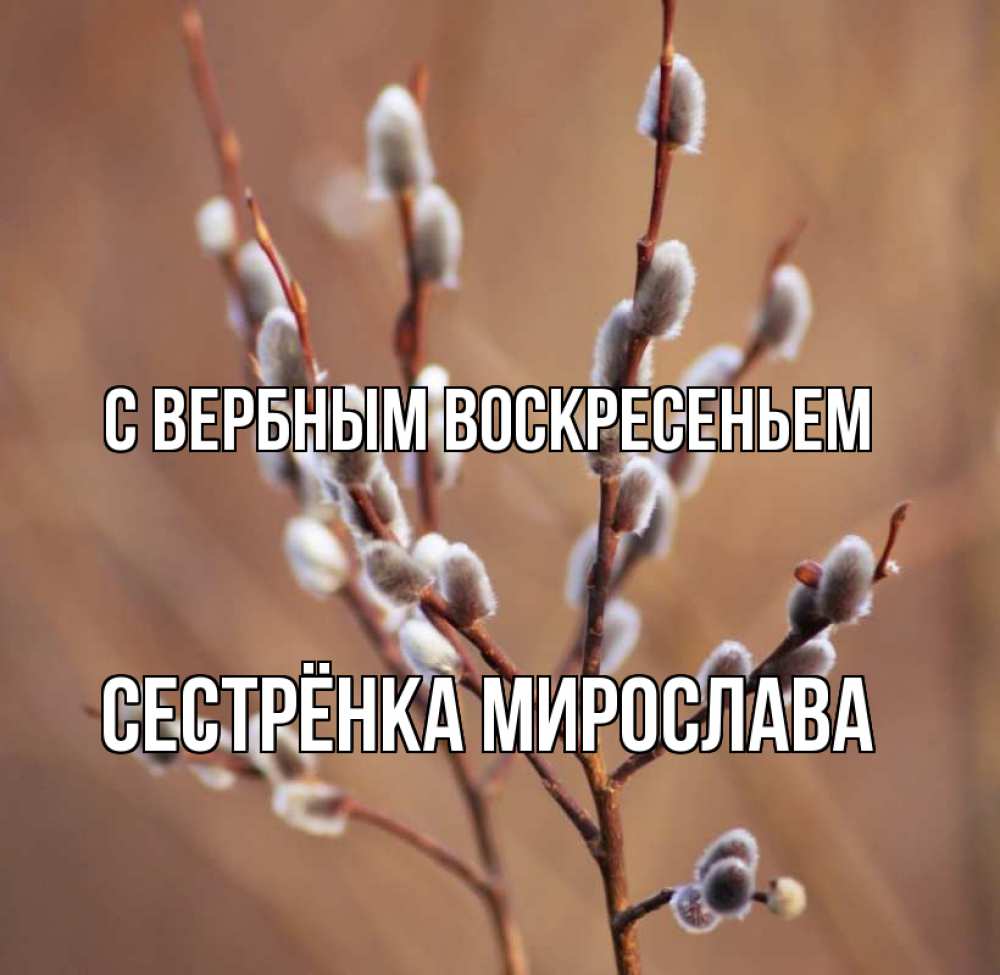 Открытка на каждый день с именем, Сестрёнка-Мирослава С вербным воскресеньем верба Прикольная открытка с пожеланием онлайн скачать бесплатно 