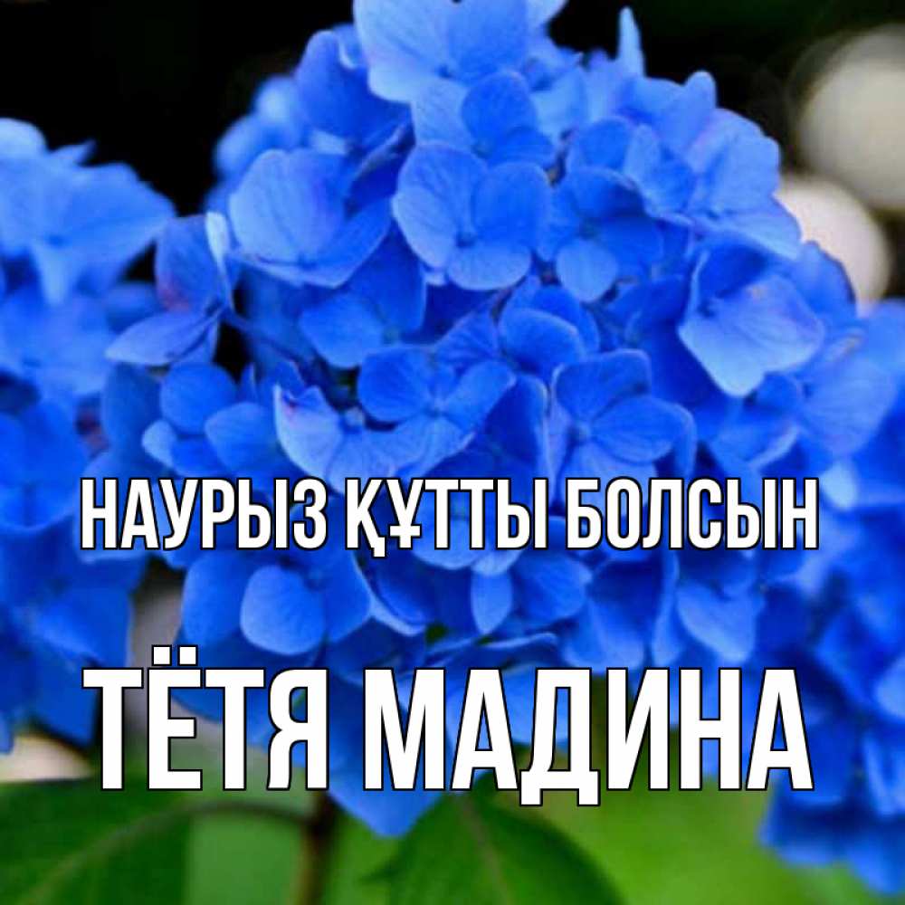 Открытка на каждый день с именем, Тётя-Мадина Наурыз құтты болсын синие цветы Прикольная открытка с пожеланием онлайн скачать бесплатно 
