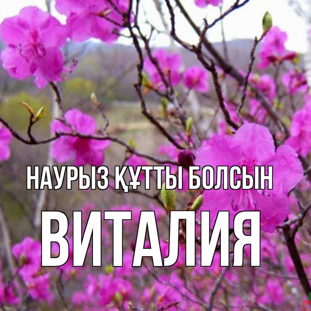 Открытка на каждый день с именем, Виталия Наурыз құтты болсын наурыз мейрамы кутты болсын Прикольная открытка с пожеланием онлайн скачать бесплатно 