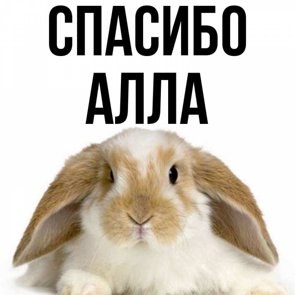 Открытка на каждый день с именем, Алла Спасибо коричнево белый заяц Прикольная открытка с пожеланием онлайн скачать бесплатно 
