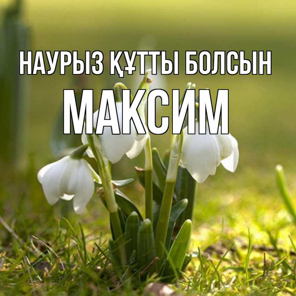 Открытка на каждый день с именем, Максим Наурыз құтты болсын ранние цветы 2 Прикольная открытка с пожеланием онлайн скачать бесплатно 