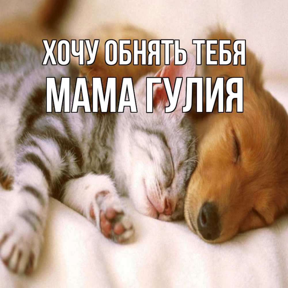 Открытка на каждый день с именем, Мама-Гулия Хочу обнять тебя пес и котенок Прикольная открытка с пожеланием онлайн скачать бесплатно 