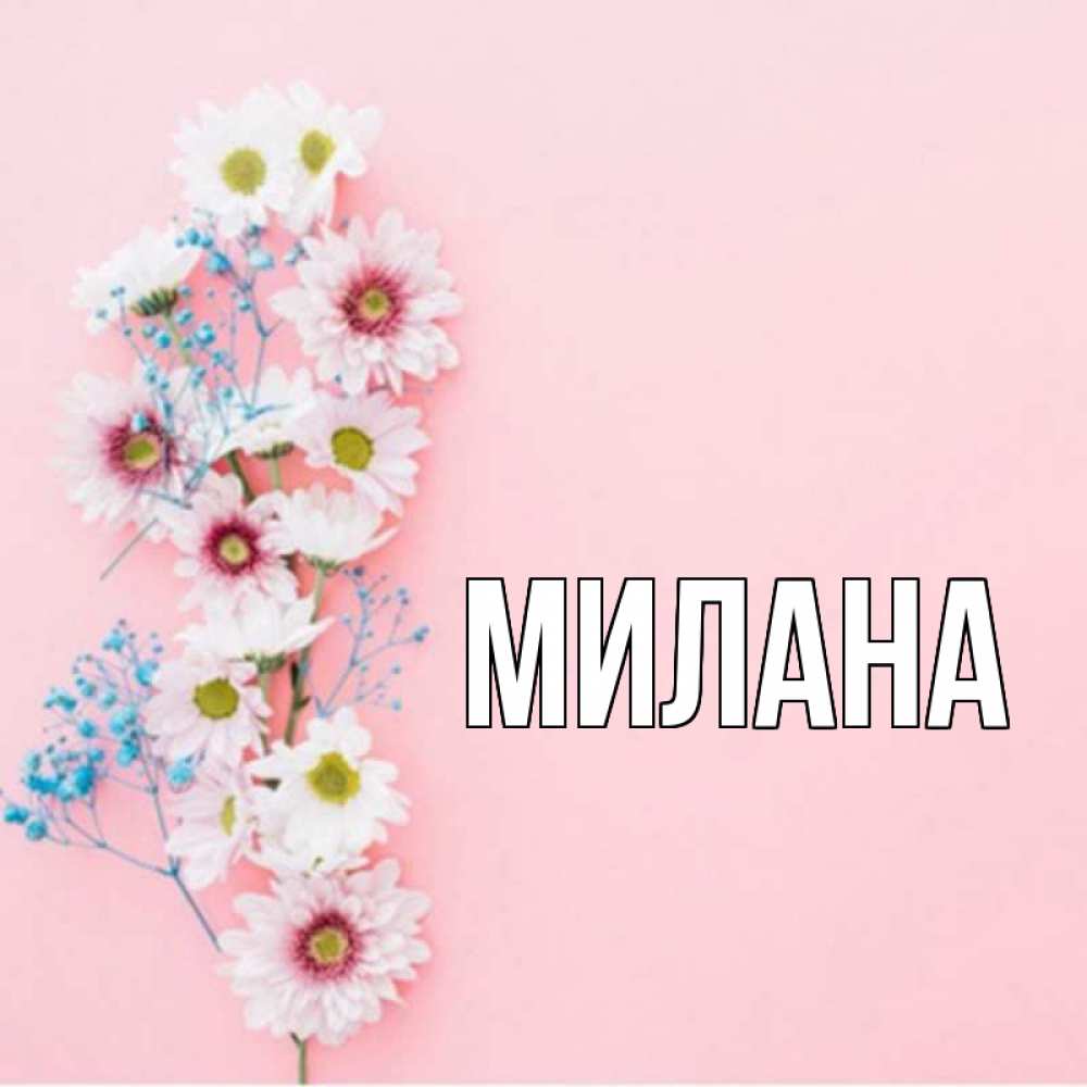 Открытка на каждый день с именем, Милана Главная цветы с подписью Прикольная открытка с пожеланием онлайн скачать бесплатно 