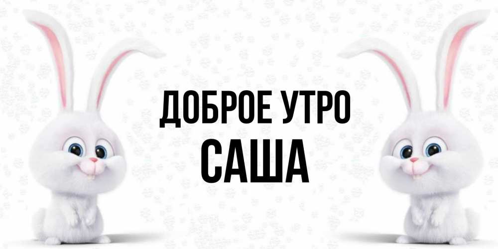 Открытка на каждый день с именем, Саша Доброе утро кролики с длинными ушками Прикольная открытка с пожеланием онлайн скачать бесплатно 