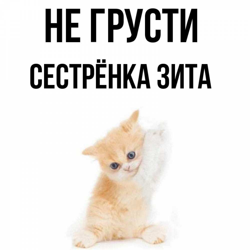 Открытка на каждый день с именем, Сестрёнка-Зита Не грусти просящий кот Прикольная открытка с пожеланием онлайн скачать бесплатно 