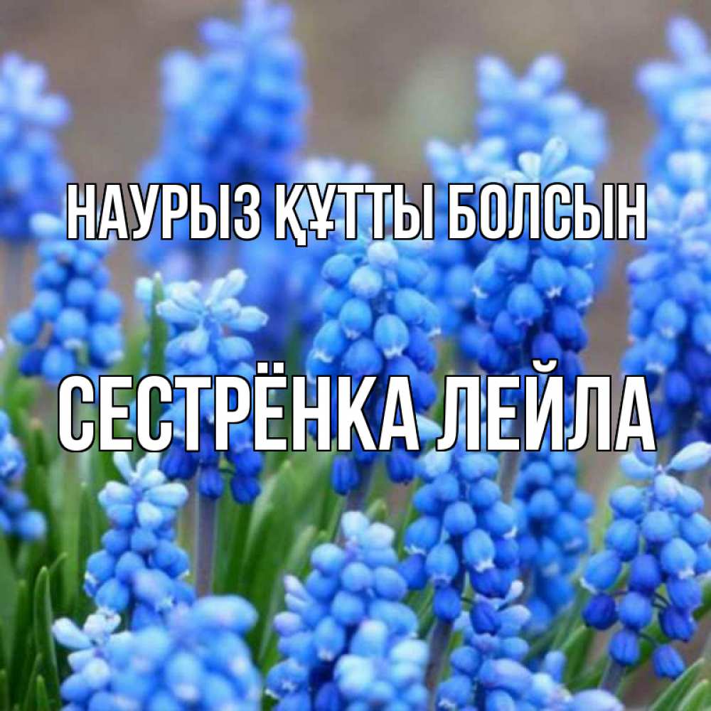 Открытка на каждый день с именем, Сестрёнка-Лейла Наурыз құтты болсын Поздравительная открытка для женщин с цветами на праздничную дату Прикольная открытка с пожеланием онлайн скачать бесплатно 