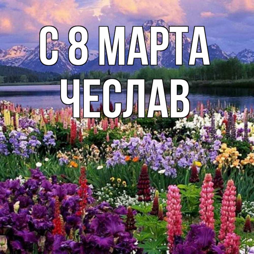 Открытка на каждый день с именем, Чеслав С 8 марта международный женский день Прикольная открытка с пожеланием онлайн скачать бесплатно 