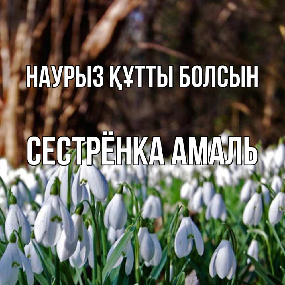 Открытка на каждый день с именем, Сестрёнка-Амаль Наурыз құтты болсын с подснежниками 1 Прикольная открытка с пожеланием онлайн скачать бесплатно 