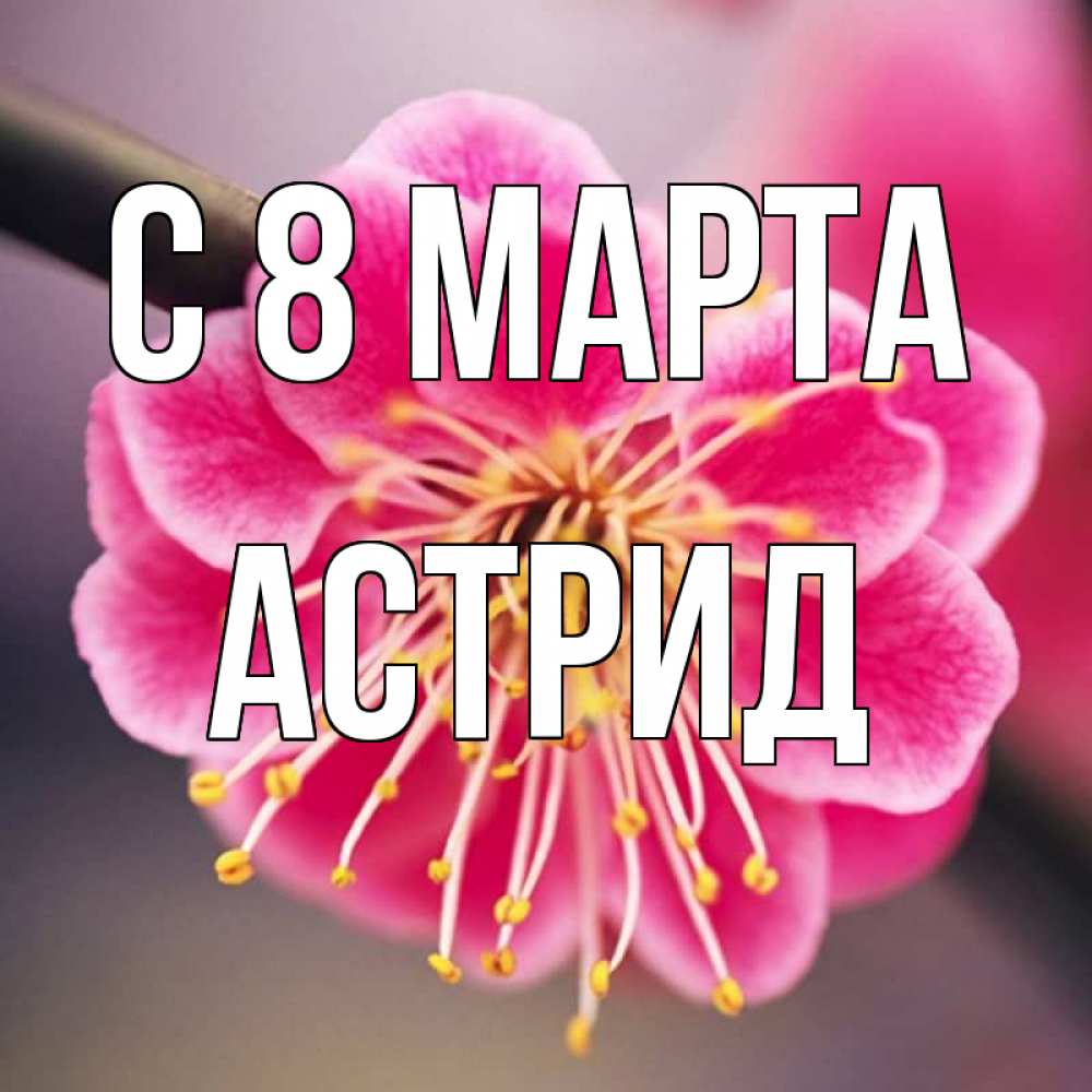 Открытка на каждый день с именем, Астрид С 8 марта цветы Прикольная открытка с пожеланием онлайн скачать бесплатно 