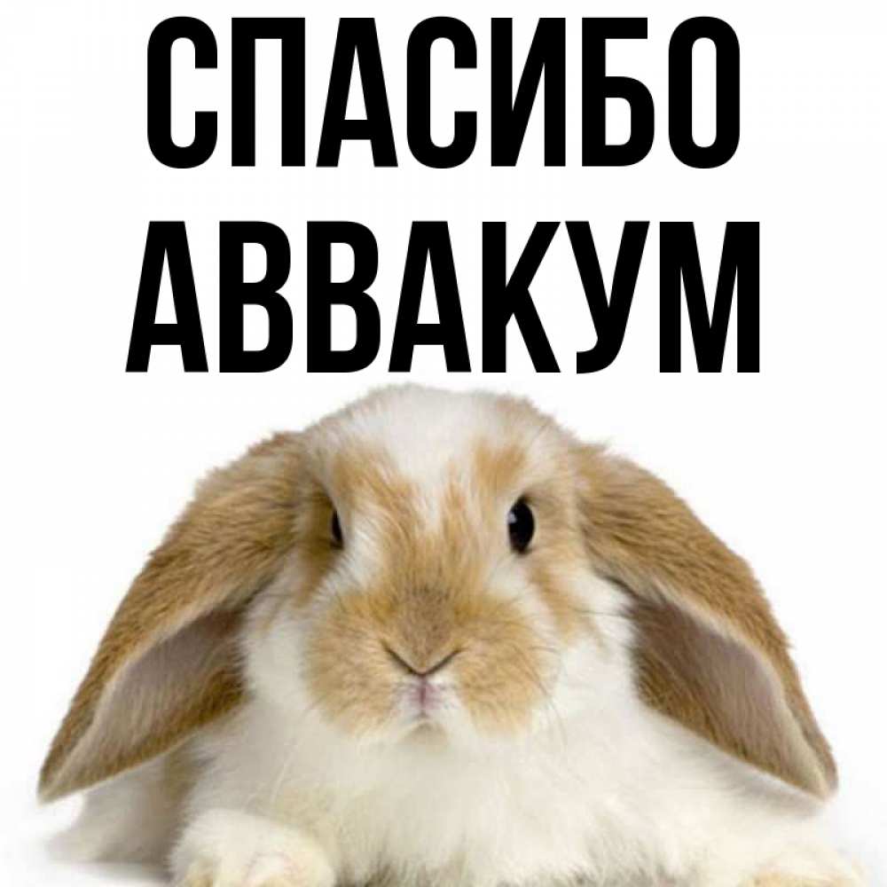 Открытка на каждый день с именем, Аввакум Спасибо коричнево белый заяц Прикольная открытка с пожеланием онлайн скачать бесплатно 