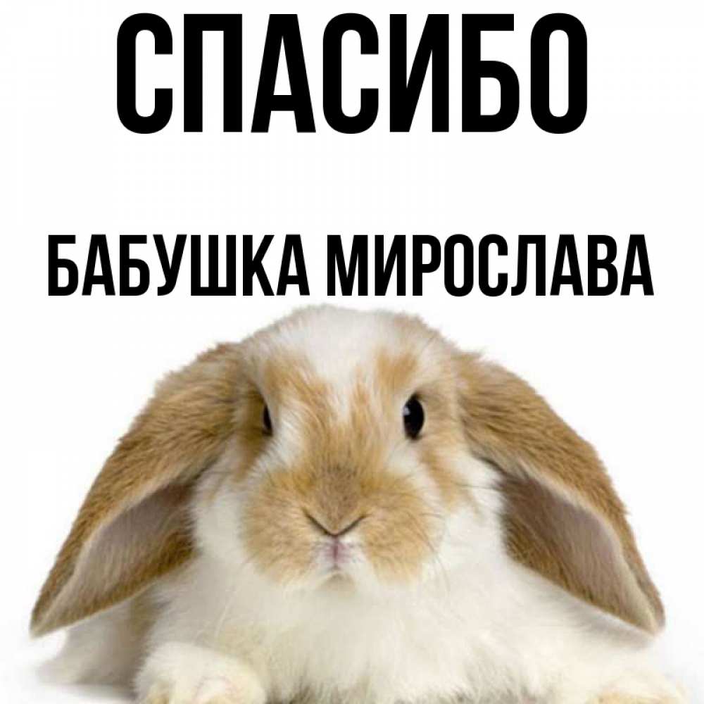 Открытка на каждый день с именем, Бабушка-Мирослава Спасибо коричнево белый заяц Прикольная открытка с пожеланием онлайн скачать бесплатно 