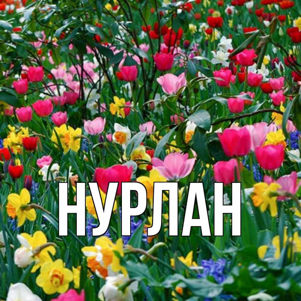 Открытка на каждый день с именем, Нурлан Главная с наурызом поздравления для женщины Прикольная открытка с пожеланием онлайн скачать бесплатно 