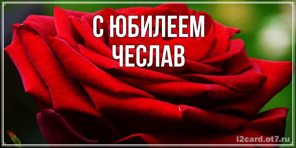 Открытка на каждый день с именем, Чеслав С юбилеем розочка очень красивая Прикольная открытка с пожеланием онлайн скачать бесплатно 