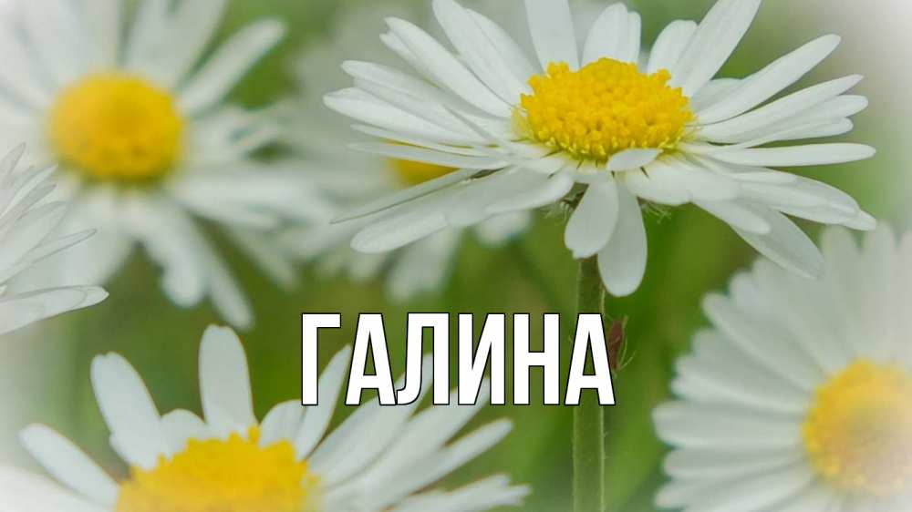 Открытка на каждый день с именем, Галина Главная с днем семьи  1 Прикольная открытка с пожеланием онлайн скачать бесплатно 