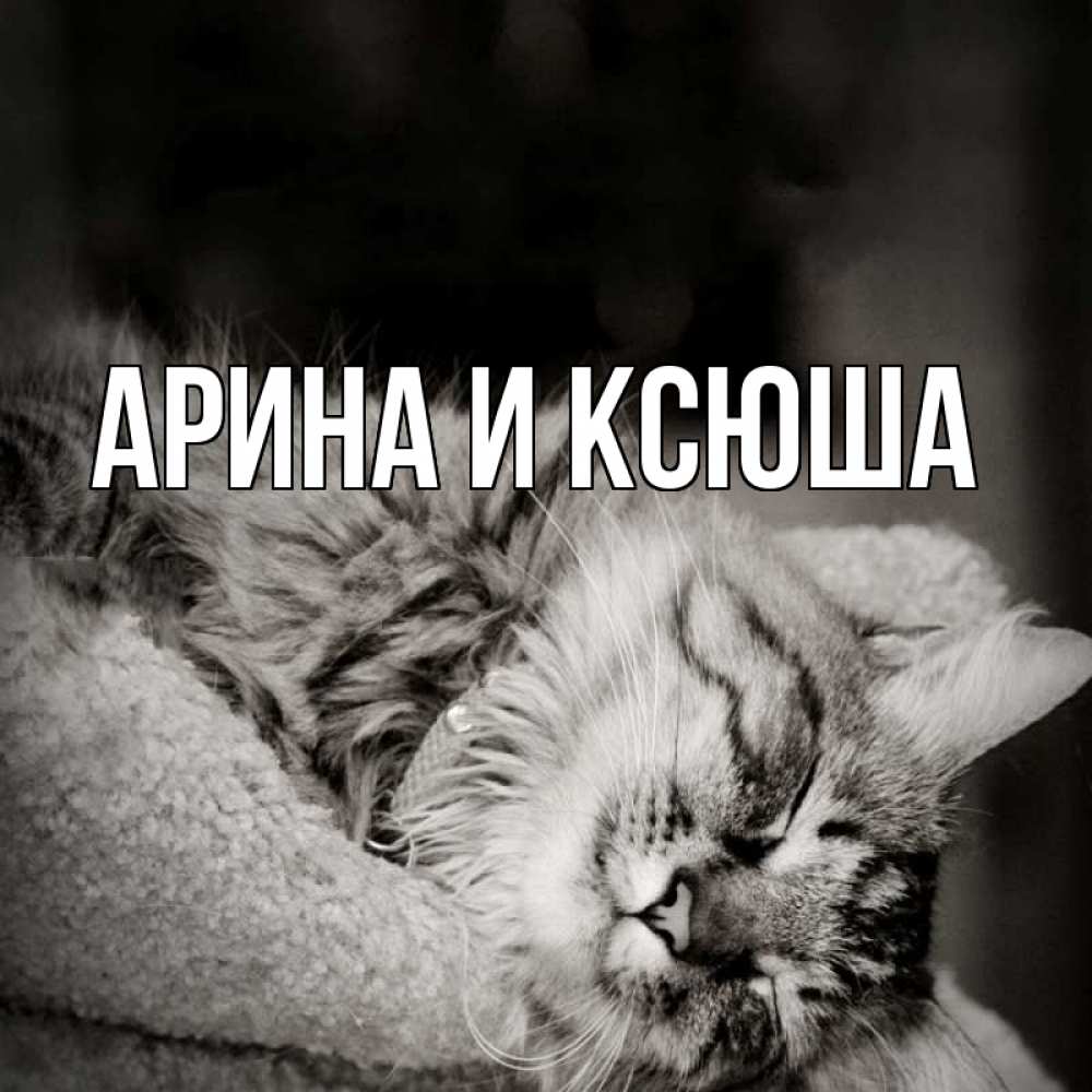 Открытка на каждый день с именем, Арина-и-Ксюша Главная котярик пушистый Прикольная открытка с пожеланием онлайн скачать бесплатно 