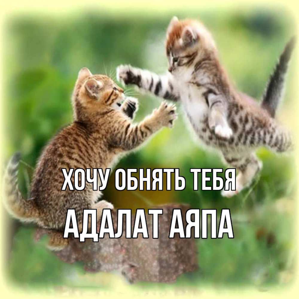 Открытка на каждый день с именем, Адалат-аяпа Хочу обнять тебя игры котят Прикольная открытка с пожеланием онлайн скачать бесплатно 