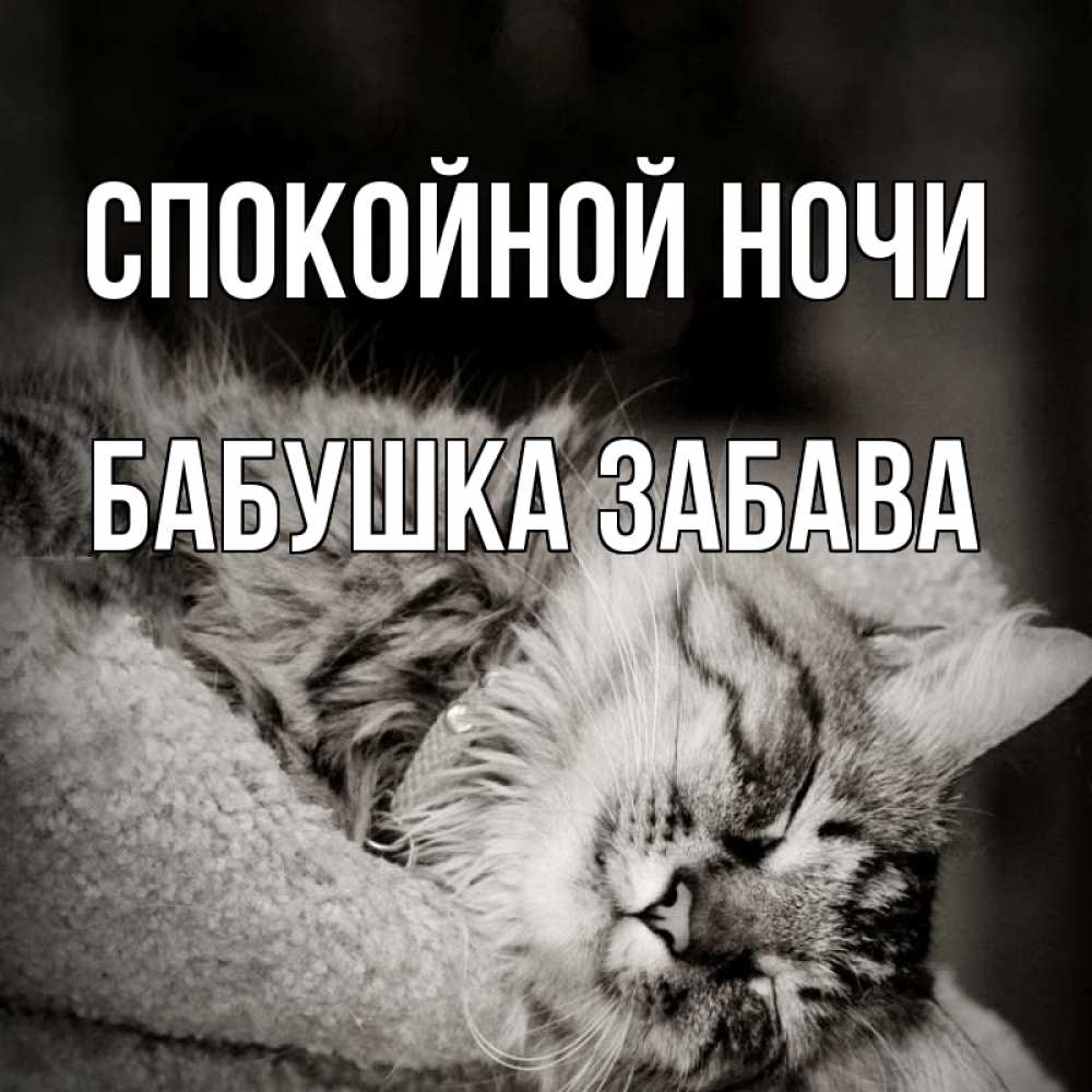Открытка на каждый день с именем, Бабушка-Забава Спокойной ночи котярик пушистый Прикольная открытка с пожеланием онлайн скачать бесплатно 