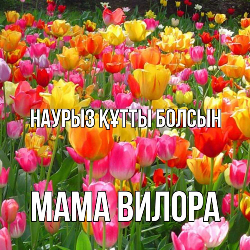 Открытка на каждый день с именем, Мама-Вилора Наурыз құтты болсын на наурыз  ура ура Прикольная открытка с пожеланием онлайн скачать бесплатно 