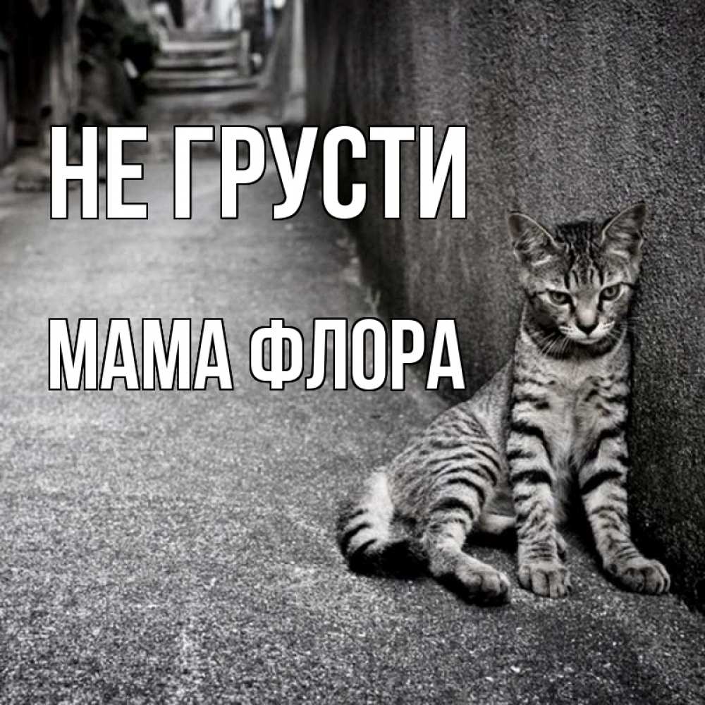 Открытка на каждый день с именем, Мама-Флора Не грусти скучающий котик Прикольная открытка с пожеланием онлайн скачать бесплатно 