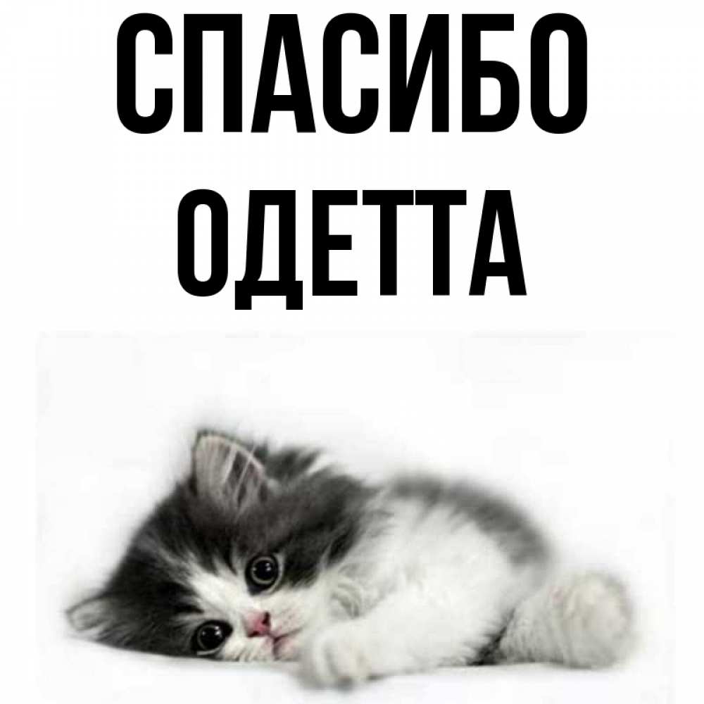 Открытка на каждый день с именем, Одетта Спасибо черный и белый кот Прикольная открытка с пожеланием онлайн скачать бесплатно 