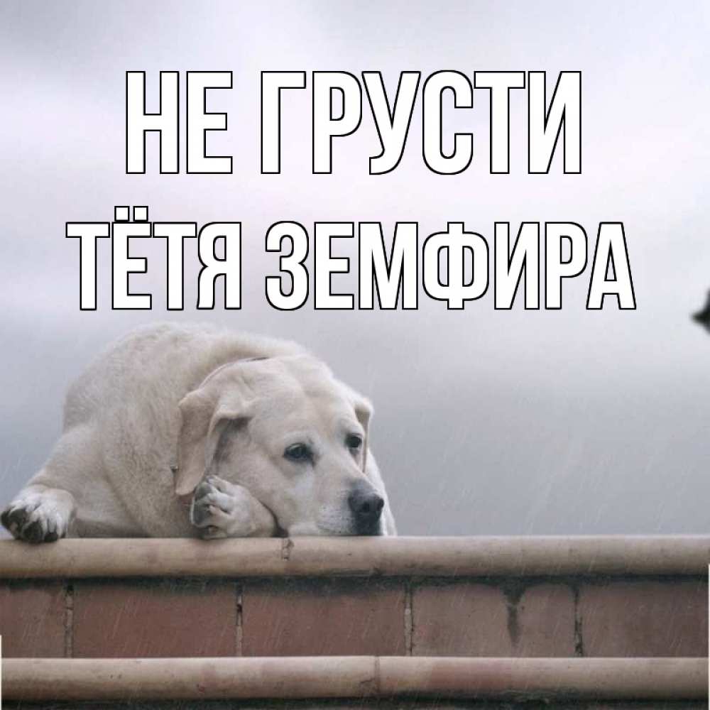 Открытка на каждый день с именем, Тётя-Земфира Не грусти белый пес 1 Прикольная открытка с пожеланием онлайн скачать бесплатно 