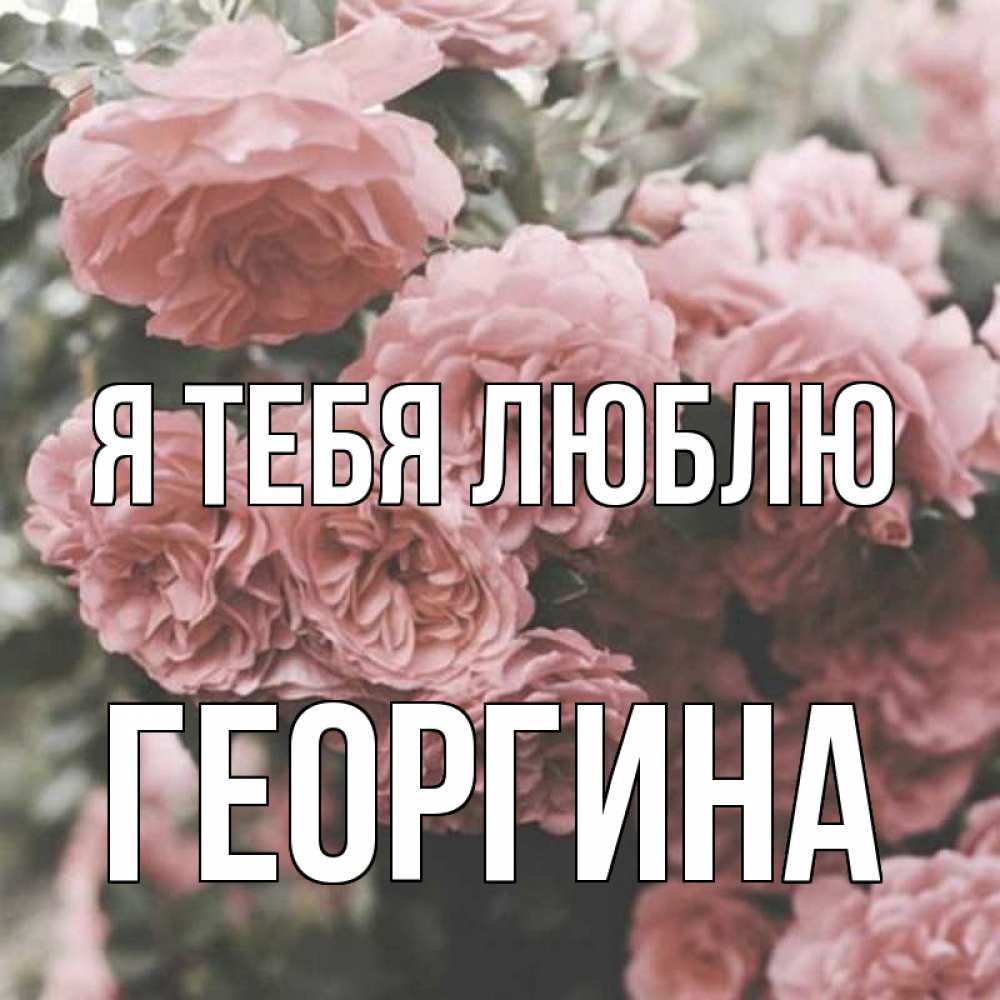 Открытка на каждый день с именем, Георгина Я тебя люблю розы 3 Прикольная открытка с пожеланием онлайн скачать бесплатно 