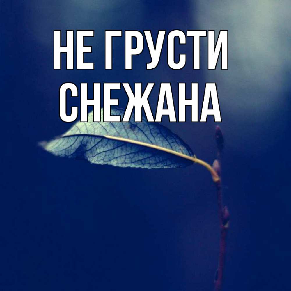 Открытка на каждый день с именем, Снежана Не грусти растение Прикольная открытка с пожеланием онлайн скачать бесплатно 