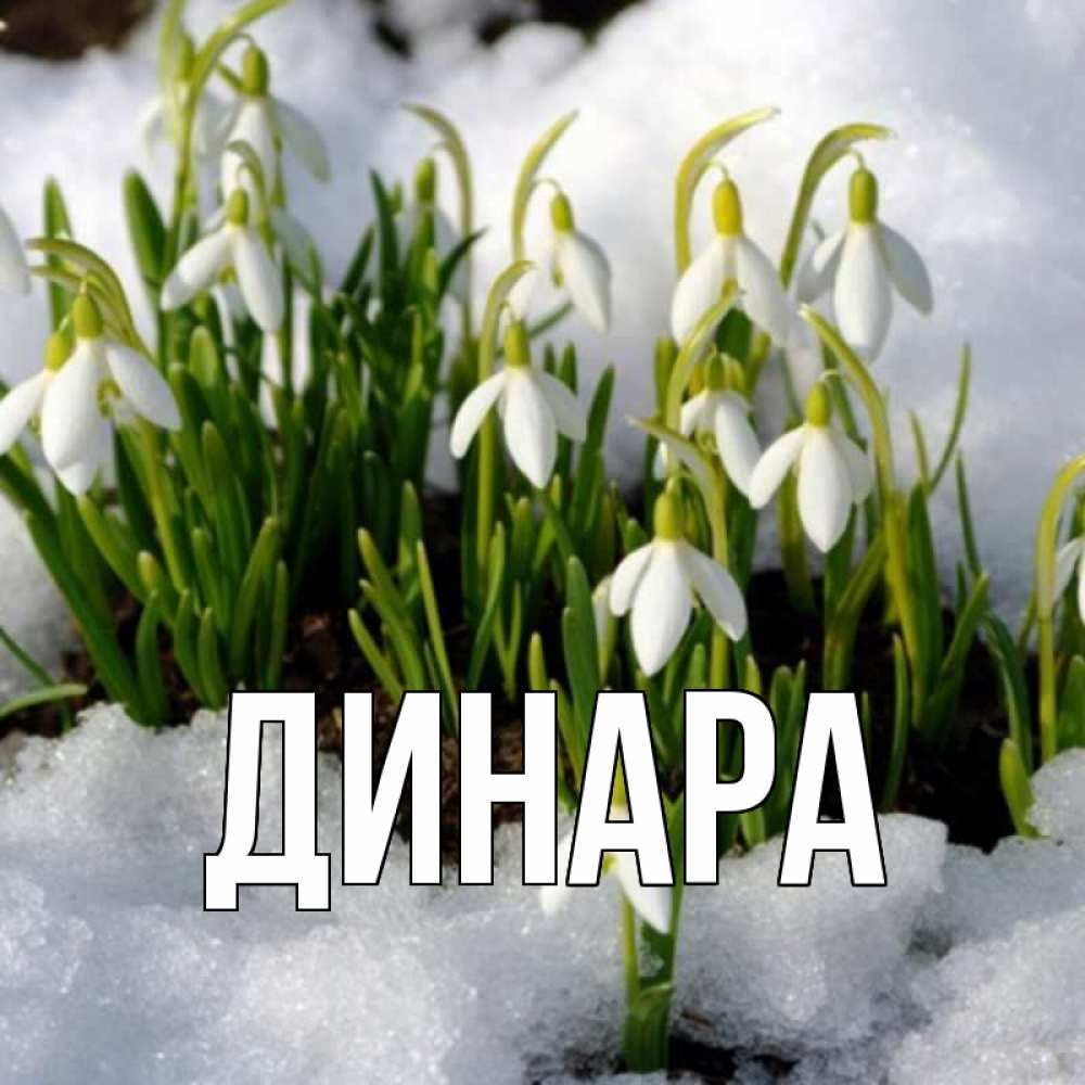 Открытка на каждый день с именем, Динара Главная цветы весенние Прикольная открытка с пожеланием онлайн скачать бесплатно 