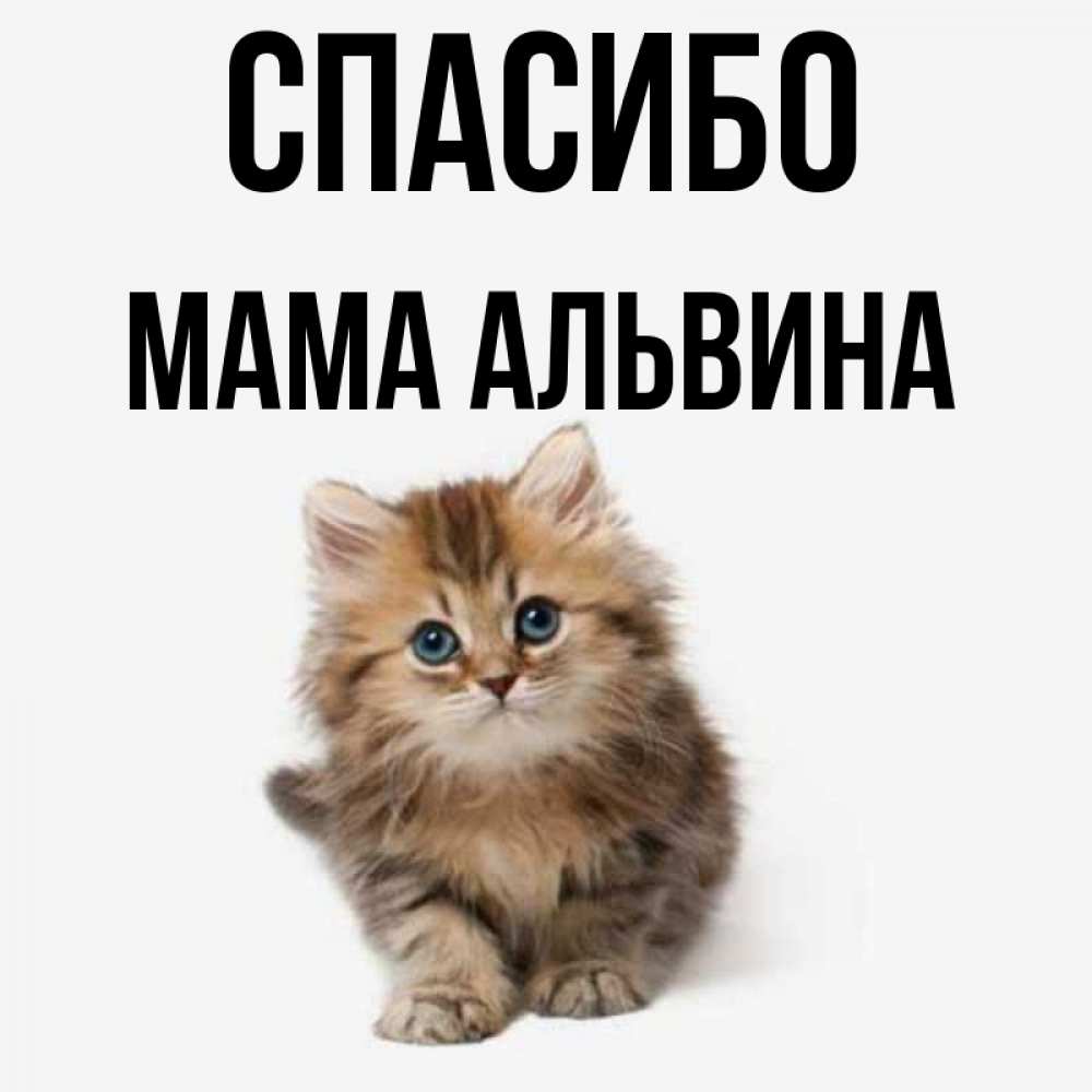 Открытка на каждый день с именем, Мама-Альвина Спасибо пушистый котик Прикольная открытка с пожеланием онлайн скачать бесплатно 